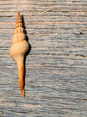 cone shell tulip minimalist, minimal fibonacci FASCIOLARIIDAE on wooden background with copy space 