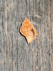 shell cone shape bursidae family on weathered wood blue background with copy space 