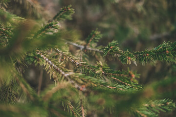 pine branches with a gleam of the sun. can be used for the background.