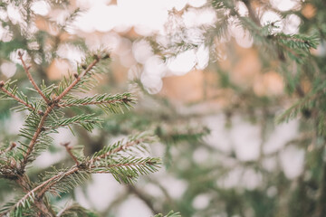 pine branches with a gleam of the sun. can be used for the background.