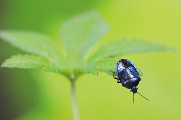stinkbug on plant leaves in nature, North China Plain