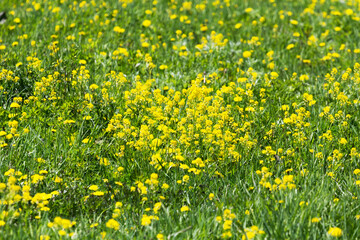 Obraz premium Yellow flowers on a flowering field in a sunny day on Sakhalin island