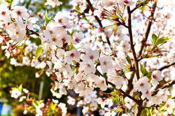 Obraz premium blooming tree