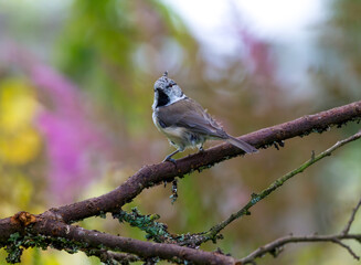 European crested tit (Lophophanes cristatus or Parus cristatus) on the branch of tree in a forest. Blurred natural background. Toned