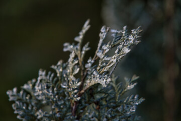 Wunderschöne Winterlandschaft mit Frost und Eisblumen auf den Bäumen, Thuja Pflanze	mit kleinen Kristallen
