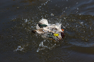 Obraz premium Duck plays on the water surface of the lake