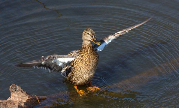 Duck plays on the water surface of the lake
