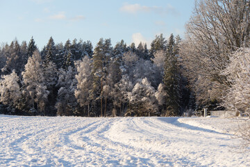 A beautiful early winter scenery in Northern Europe. Morning landscape of first snow. Rural scenery with trees in snow.