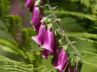 Epi floral dressé de digitale pourpre ou digitalis purpurea aux fleurs tubulaires vues de près à lèvres poilues tachées de macules rouges foncées entourées de blanc