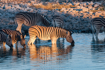 Burchells zebras drinking