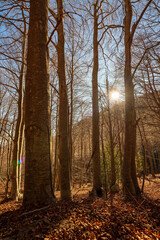 Tree in late autumn, without any leaves on its branches. On the ground we can see all the leaves that have fallen.