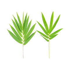 Bamboo leaf isolate on white with clipping path