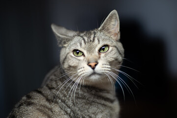 眩しそうな猫ちゃん