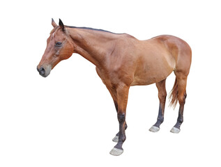 horse isolated on white background with clipping path included