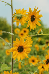 sunflowers blooming in the field