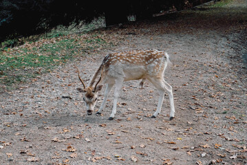 Beautiful young fallow deer in the autumn forest. Wildlife, nature.