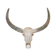 Fototapeta premium Head skull buffalo carabao isolated on white background with clipping path