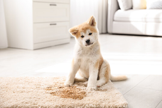 Adorable akita inu puppy near puddle on rug at home