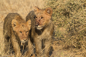 lion cubs in Moremi area Botswana, close to Rra Dinare camp