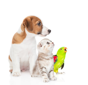 Group of pets together in profile. Isolated on white background
