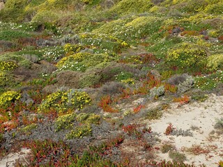 Floral texture - vegetation in the dunes  © insideportugal