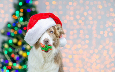Border collie wearing red santa hat holds gift box in it nouth. Festive background with christmas tree. Empty space for text