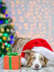 Border collie wearing red santa hat lying with big gift box. Festive background with christmas tree. Empty space for text