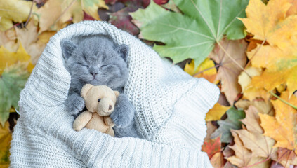 Cute kitten sleeps under warm plaid on autumn foliage and hugs favorite toy bear. Top down view....