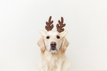 portrait of a dog with antlers on a white background close-up