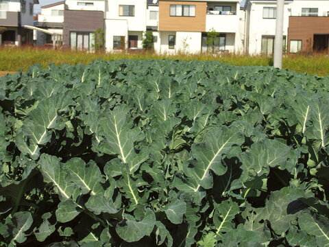 ブロッコリー畑 Photos Royalty Free Images Graphics Vectors Videos Adobe Stock