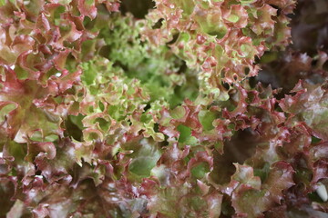Selada merah. Red lettuce close up for background.