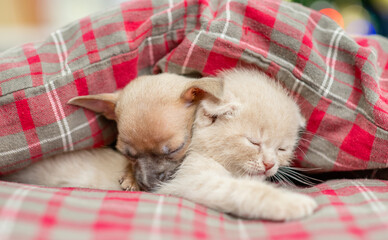 Fototapeta na wymiar Cute Toy terrier puppy and kitten sleep together under warm blanket at home
