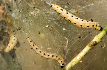 Chenilles en cours de croissance à Digne, France