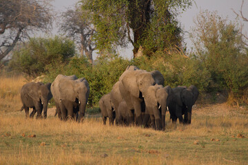 Obraz premium Elephants just crossed Kwando River, Okavango Delta Botswana