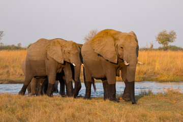Fototapeta na wymiar Elephants just crossed the Kwando river, Okavango Delta Botswana