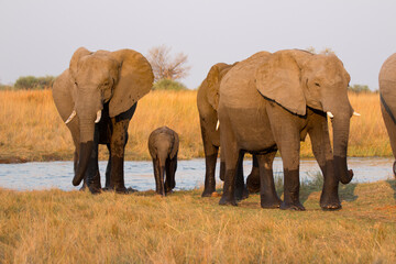 Elephants just crossed the Kwando river, Okavango Delta Botswana
