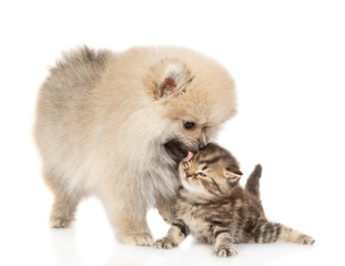 Playful Pomeranian spitz puppy licks baby kitten. isolated on white background