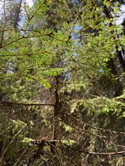 Dry fir trees in the forest