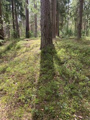 Dry fir trees in the forest