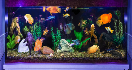 close up of aquarium tank full of fish