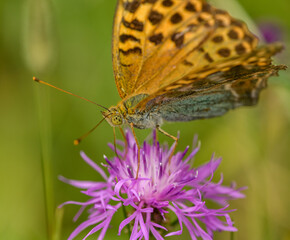 orange brown butterfly silver-washed fritillary (Argynnis paphia) on cornflower blossom