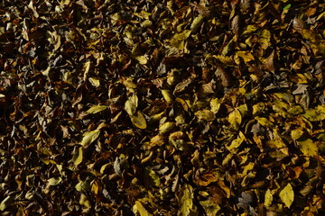 Red and yellowed leaves...Belgrad Forest, Istanbul