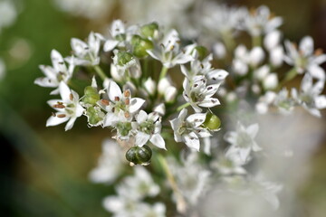Nahaufnahme von Schnittknoblauchblüten