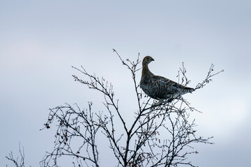 Black grouse femail (Tetrao tetrix)