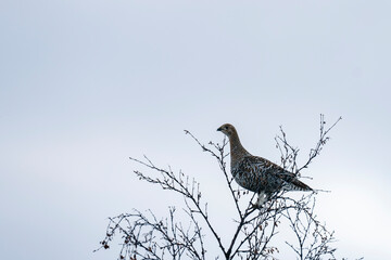 Black grouse femail (Tetrao tetrix)