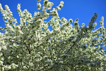 blue sky and white flowers