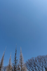 Fototapeta premium 青空に伸びる葉が落ちた銀杏／Ginkgo biloba