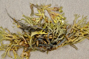 Yellow seaweed along the shore