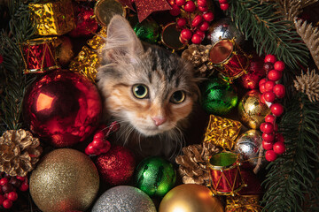 Funny little grey cat posing. Cute kitten, kitty or pets with Christmas and New Year decoration, toys. Studio photoshot. Concept of holidays, festive time, winter mood. Looks happy, delighted, funny.