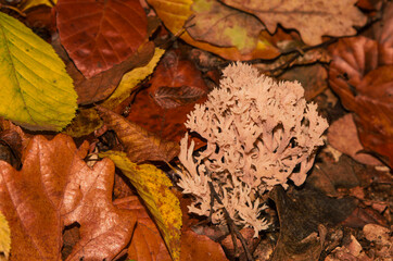 autumn leaves on the ground